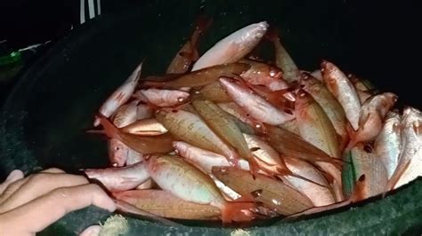 sulid fish|Sulidae .